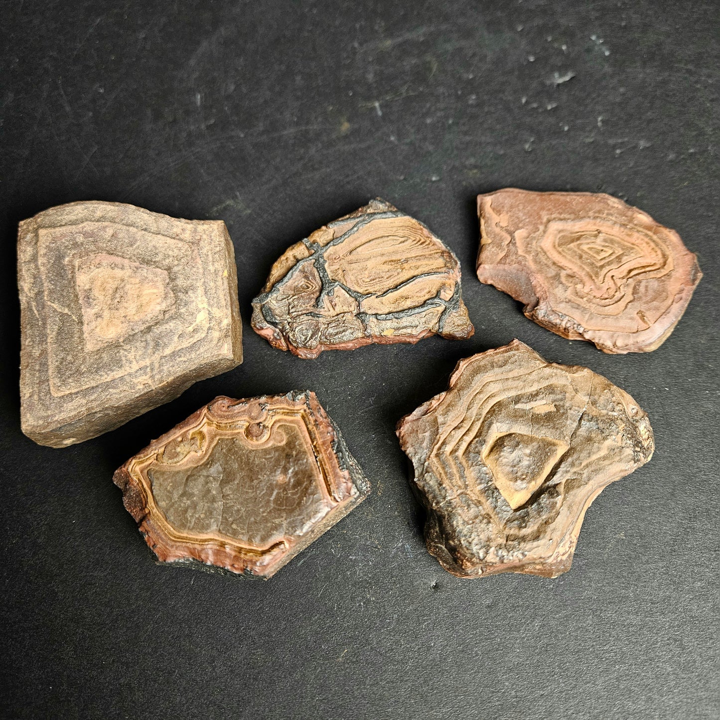 Stromatolite Lg